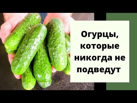 Самые хрустящие огурцы на зиму! 50 банок мало! Можно даже без стерилизации