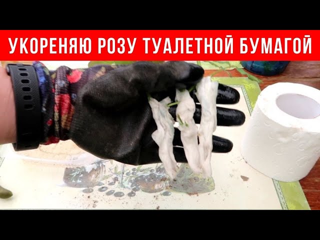 Необычное укоренение черенков розы туалетной бумагой