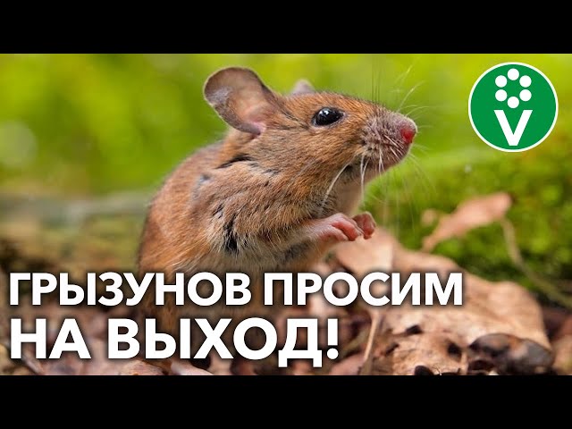 Мыши портят урожай?! Сделайте так, и грызунов не будет!