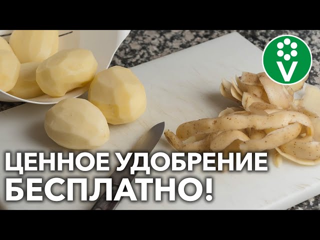 Не выбрасывайте картофельные очистки! Это натуральная подкормка для ваших растений