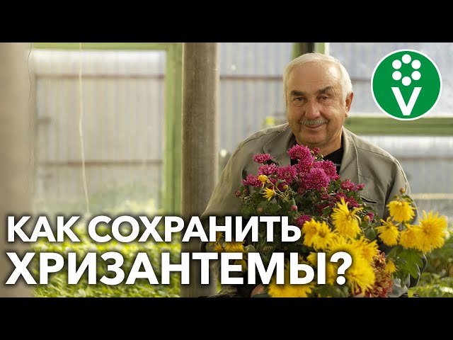 Хризантемы готовим к зиме! Ни один сорт не пропадет, если воспользуетесь этими советами!