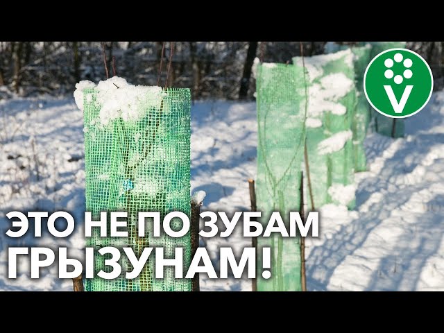 Три способа защитить деревья от мышей и зайцев зимой! И они работают